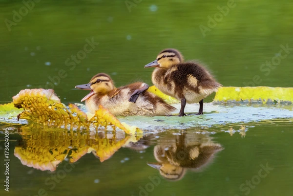 Fototapeta Two cute little ducklings on a water lily pad, one of them yawning