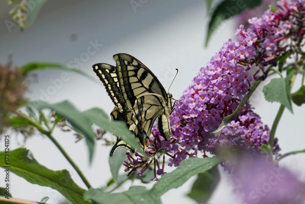 Fototapeta Old World Swallowtail or common yellow swallowtail (Papilio machaon) sitting on summer lilac in Zurich, Switzerland