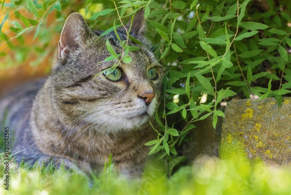 Fototapeta Tabby cat lurking in the garden and hiding among the green leaves of a shrub