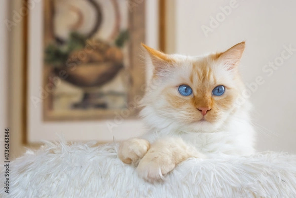 Fototapeta Birman cat with bright blue eyes in a soft cat bed in front of a still life painting