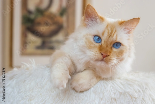 Fototapeta Birman cat with bright blue eyes in a soft cat bed in front of a still life painting