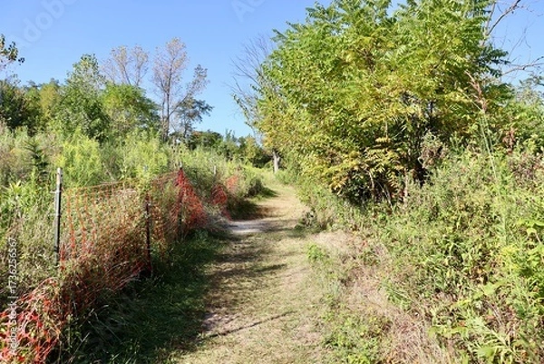 Fototapeta The path in the country field on a sunny day.