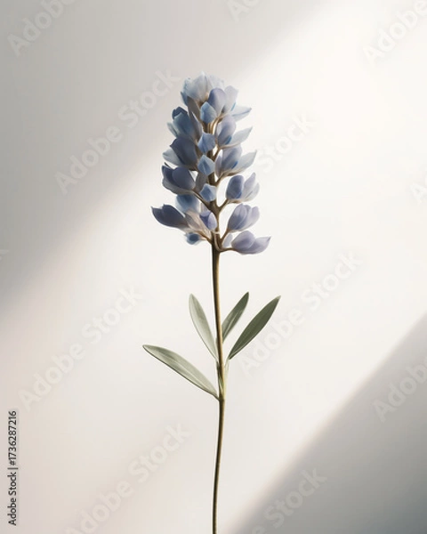 Fototapeta Isolated on white background elegant lupine flower with delicate blue petals and slender stem, showcasing its simple beauty against a clean backdrop