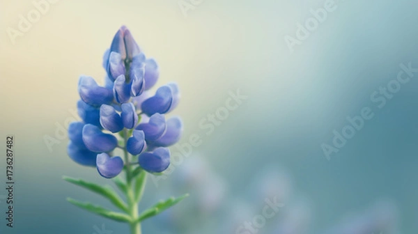 Fototapeta A vibrant lupine flower stands tall, its deep blue petals contrasting beautifully with the soft, blurred background, creating a captivating and serene floral image