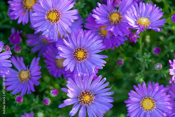 Fototapeta Purple chrysanthemum flowers with dew drops blooming in early morning, chrysanthemum flowers close up in nature background, chrysanthemum flowers blooming in garden in autumn time 