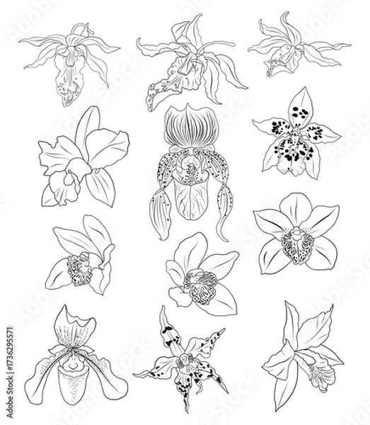 Obraz Orchids flowers set