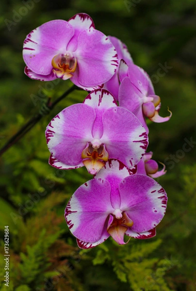 Obraz Orchid