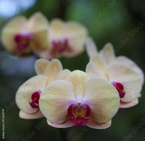 Obraz Orchid