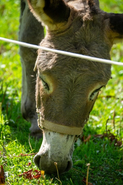 Fototapeta Close-up of a grazing donkey in a green field