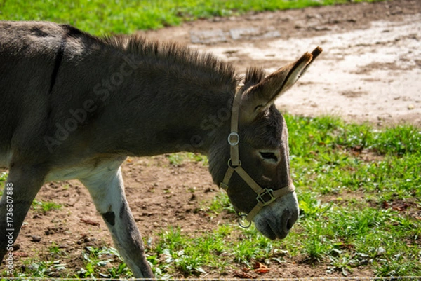 Obraz Donkey walking in a natural setting