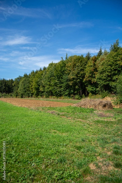 Fototapeta Serene landscape with field and forest under blue sky