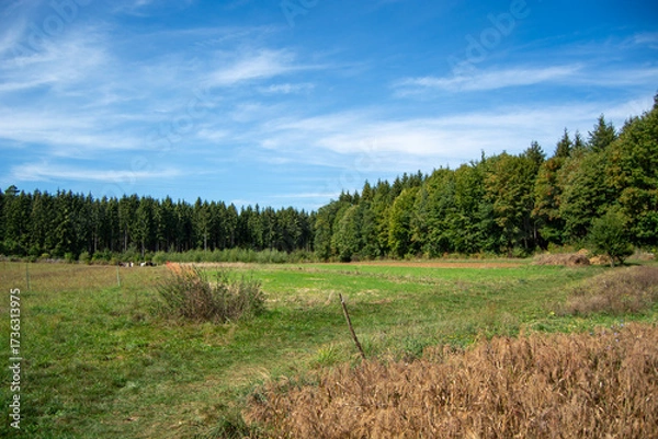 Fototapeta Serene landscape with green field and trees