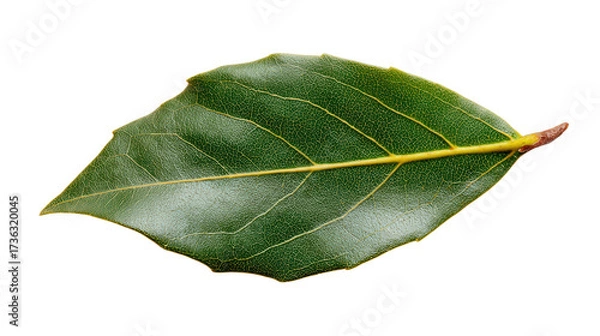 Fototapeta Bay leaf fragment background isolated on a Transparent background, PNG file.