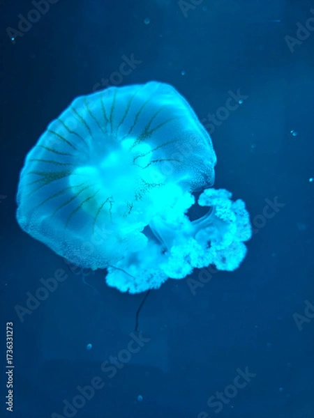 Fototapeta Jellyfish in water