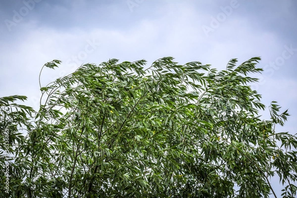 Obraz Powerful summer wind bending willow branches in one direction
