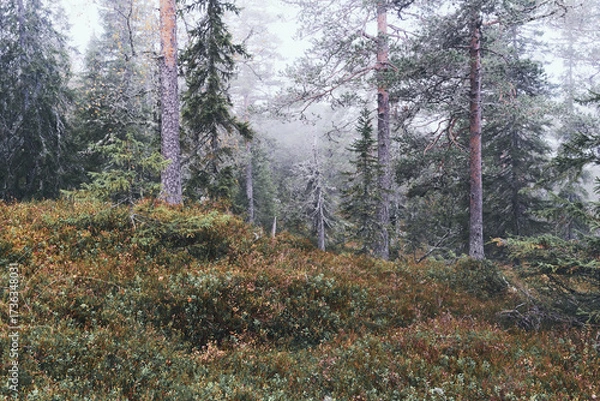 Fototapeta Autumn landscape from the Kalvberget coniferous forest reserve of the Totenåsen Hills, Norway.
