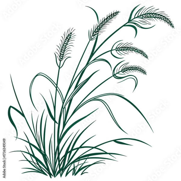 Fototapeta fountain grass green on white background 