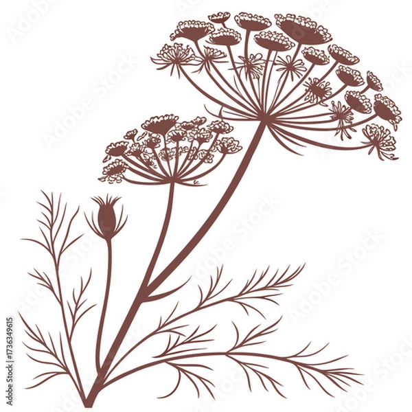 Fototapeta fennel bronze flower on white background 