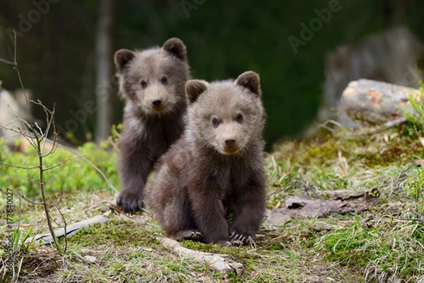 Fototapeta Brown Bear Cub