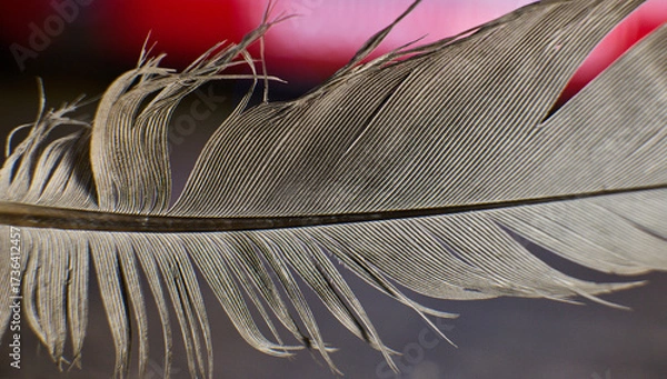 Fototapeta Close up view of feather textures