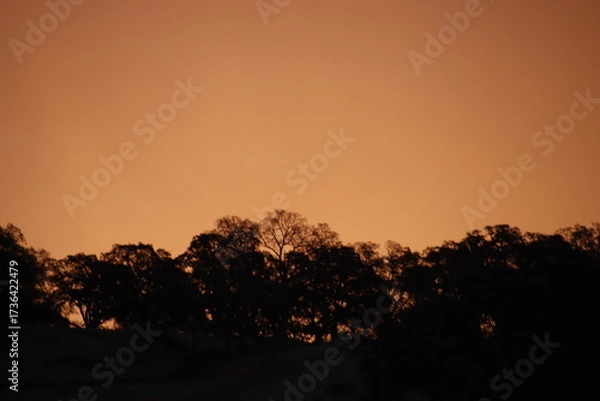 Fototapeta Orange sunset with trees