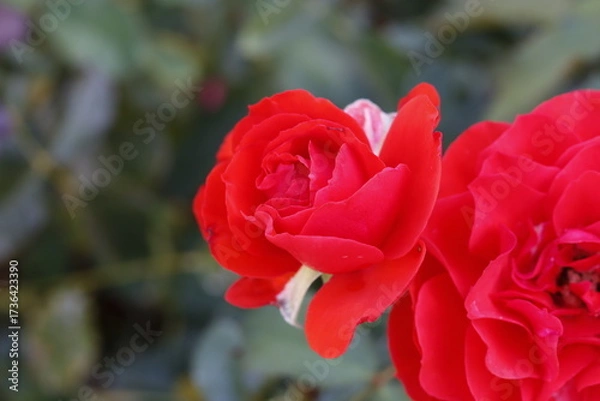 Obraz red rose flower