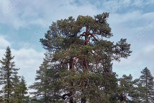 Fototapeta Autumn landscape from the Kalvberget coniferous forest reserve of the Totenåsen Hills, Norway.