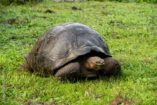 Obraz tortoise in the grass