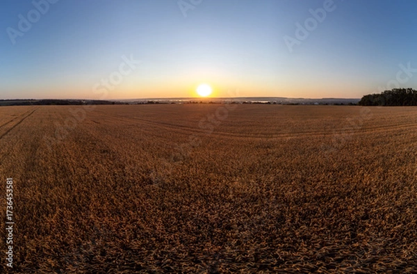 Fototapeta Aerial view of golden wheat fields at sunrise, farmland and countryside glowing in soft morning light