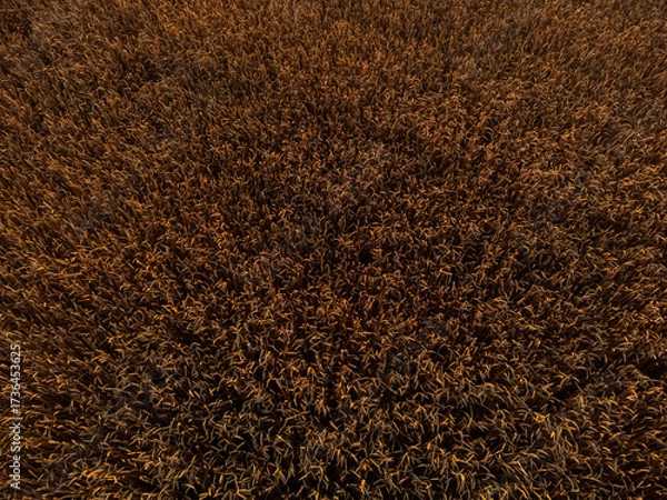 Fototapeta Golden summer wheat field textures look down in warm morning light