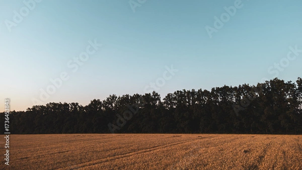 Fototapeta Summer golden wheat field with trees line and clear blue sky