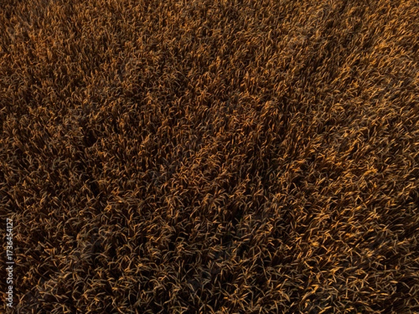 Fototapeta Aerial ripe summer wheat field look down, agriculture textures in warm light
