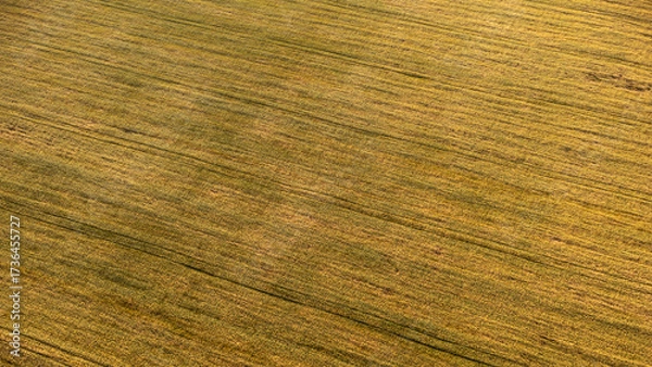 Fototapeta Aerial golden summer agriculture field patterns look down in warm light, abstract background for design