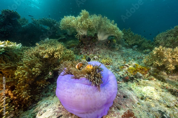 Obraz Reef scenic with Pink anemonefishes, Amphiprion perideraion Raja Ampat Indonesia