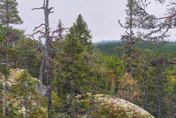 Fototapeta Autumn landscape from the Kalvberget coniferous forest reserve of the Totenåsen Hills, Norway.