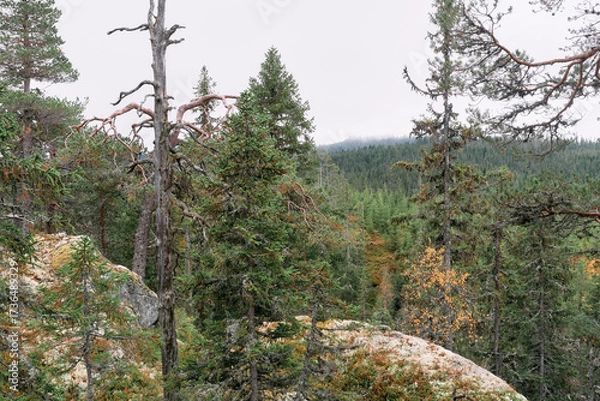 Fototapeta Autumn landscape from the Kalvberget coniferous forest reserve of the Totenåsen Hills, Norway.