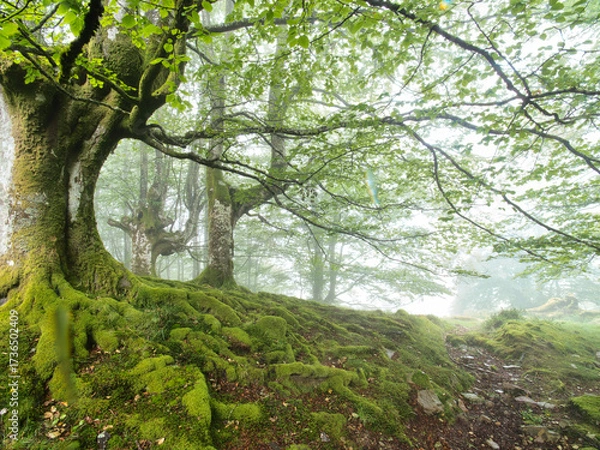 Obraz Serene foggy forest with a mossy ground - A tranquil landscape in a misty forest with lush green moss covering the rocks and ground, under a diffused, foggy sky.