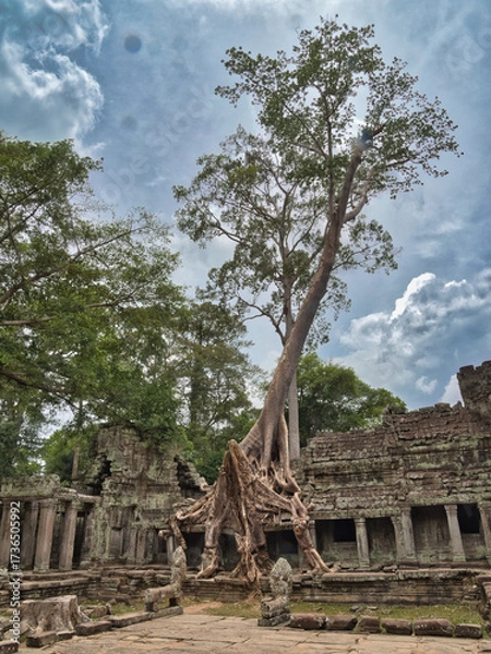 Obraz Preah Khan Tree Temple - A massive tree with sprawling roots intertwined with the ancient stone ruins of Preah Khan temple under a cloudy sky.