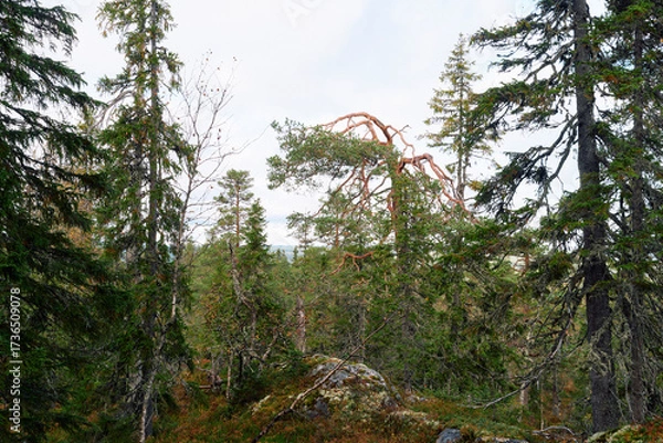 Fototapeta Autumn landscape from the Kalvberget coniferous forest reserve of the Totenåsen Hills, Norway.