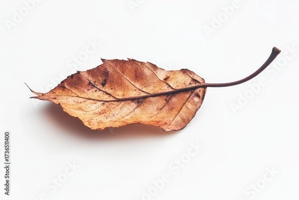 Fototapeta Dry brown leaf on white background. Neural network AI generated