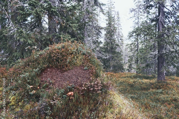 Fototapeta Autumn landscape from the Kalvberget coniferous forest reserve of the Totenåsen Hills, Norway.