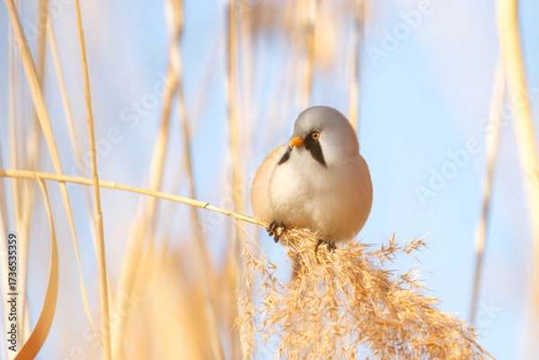 Fototapeta bird with black whiskers sits on a reed