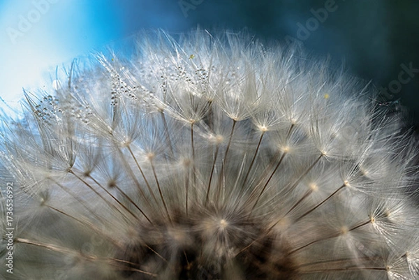 Fototapeta Dandelion seeds with dew drops under blue sky
Macro photograph of dandelion seeds decorated with dew drops against a blue sky background.
