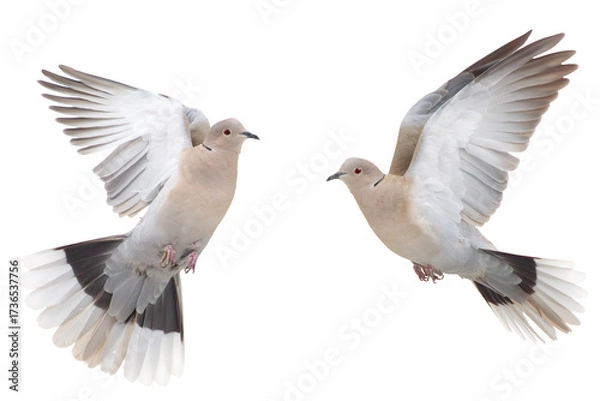 Fototapeta pair of turtle doves in flight on a white background