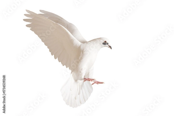 Fototapeta white dove in flight on a white background