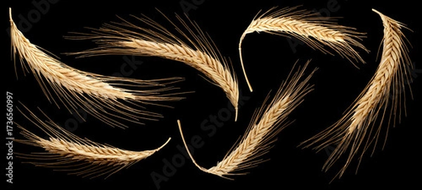 Obraz Ears of wheat isolated on black background, full depth of field