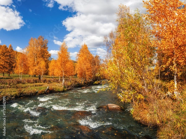 Fototapeta wonderful landscape with golden birches and a river