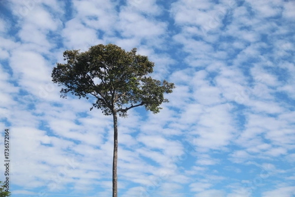 Fototapeta castanheira na amazônia com ceu azul ao fundo com nuvens