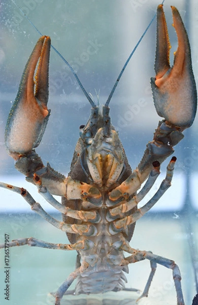Fototapeta The male dignal crayfish