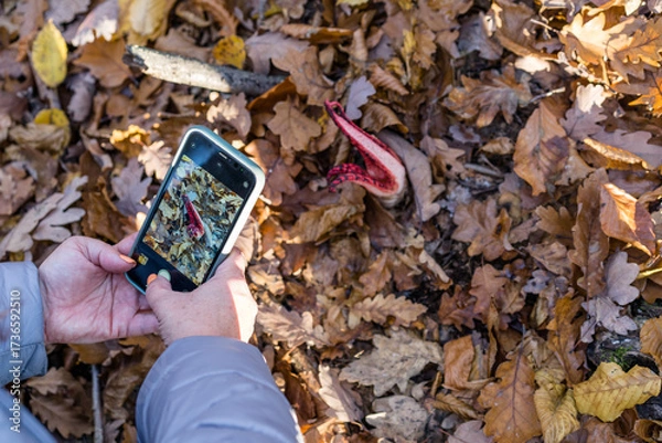 Fototapeta Photographing a Clathrus archeri, also known as devil's fingers or octopus stinkhorn mushroom with a phone
